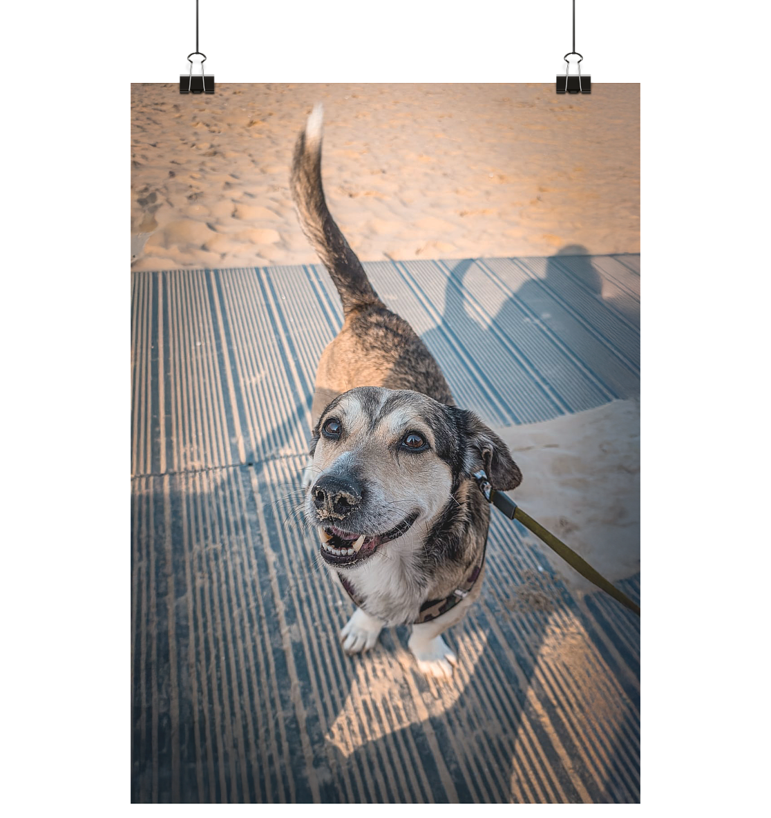 Bobby am Ostseestrand Usedom - Poster Din A1 (hoch)