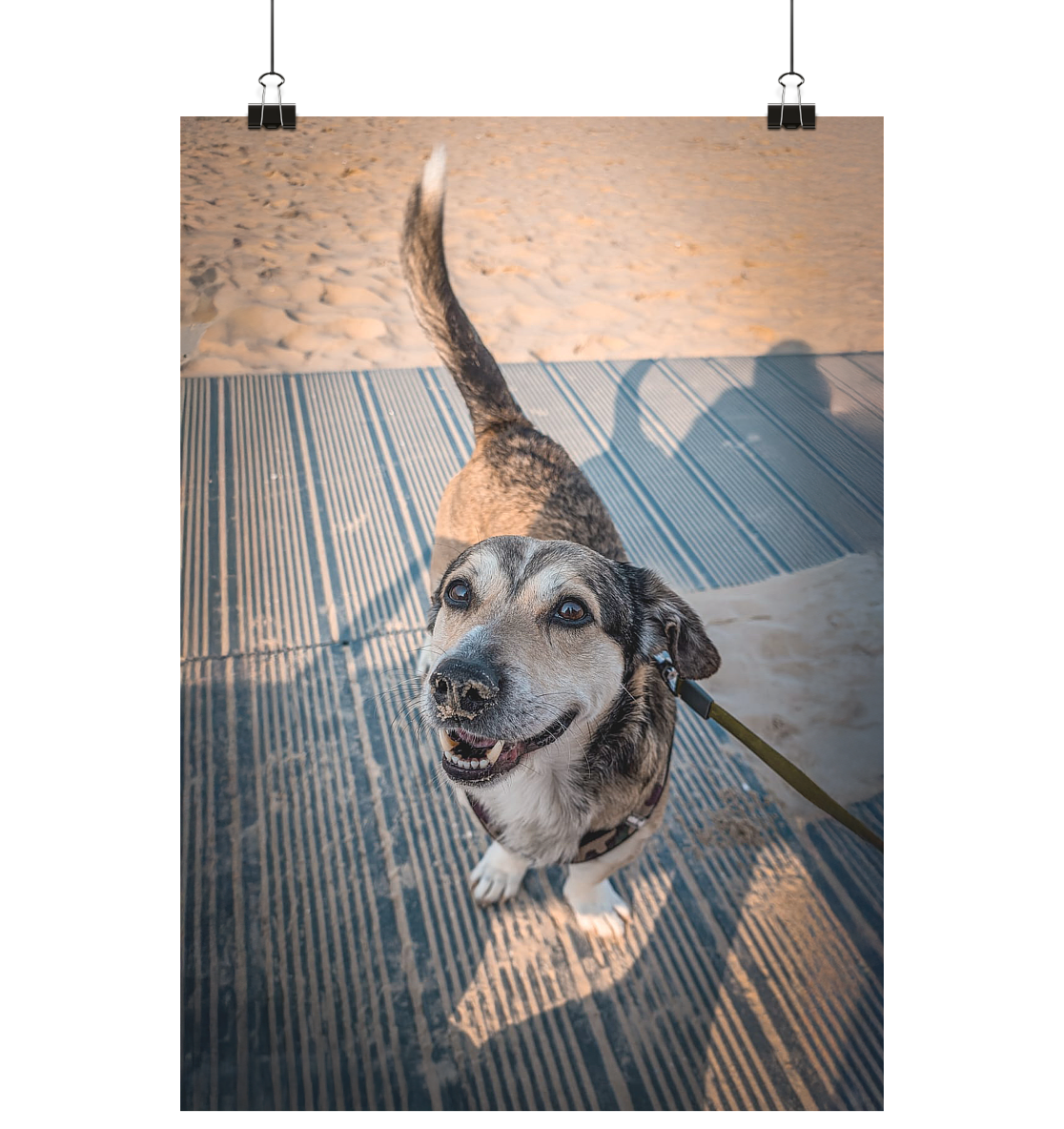 Bobby am Ostseestrand Usedom - Poster Din A2 (hoch)